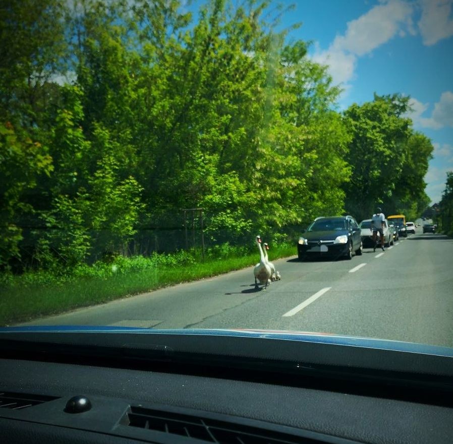 Łabędzie były powodem interwencji drogówki /Policja