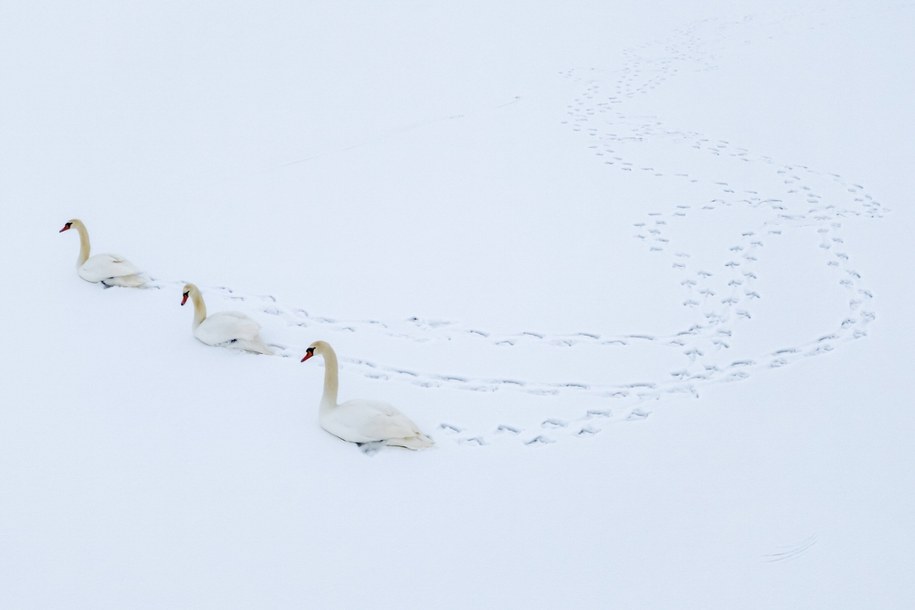 Łabędzie idą przez zamarznięte jezioro Balaton na Węgrzech /Tamas Vasvari /PAP/EPA