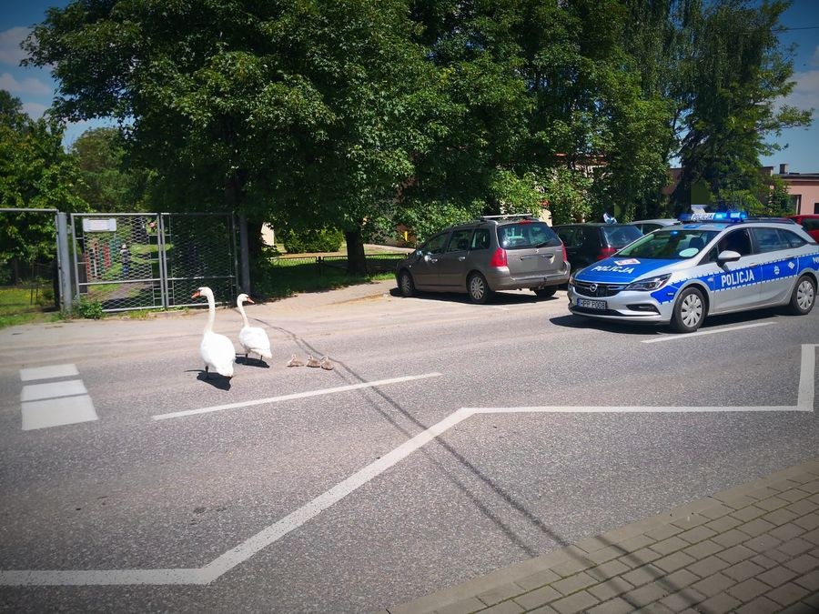 Łabędzie na spacerze /Policja