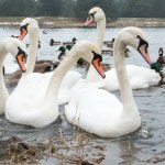 Łabędzie padają jeden po drugim w centrum polskiego miasta. Co się dzieje?
