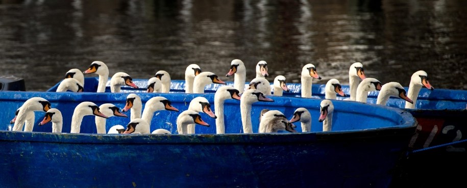 Łabędzie przygotowane już do przejażdżki /MAJA HITIJ  /PAP/EPA