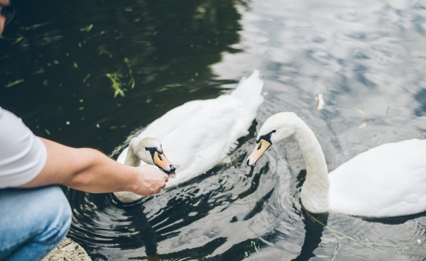 Łabędzie w brytyjskich parkach zaczynają przypominać pelikany