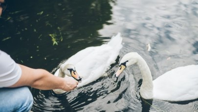 Łabędzie w brytyjskich parkach zaczynają przypominać pelikany