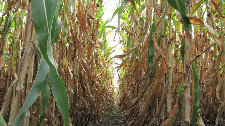 Labirynt na polu kukurydzy /Bartek Paulus (RMF FM) /RMF FM