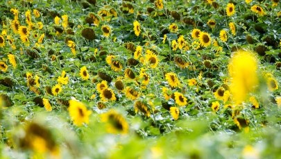 Labirynt z tysięcy słoneczników