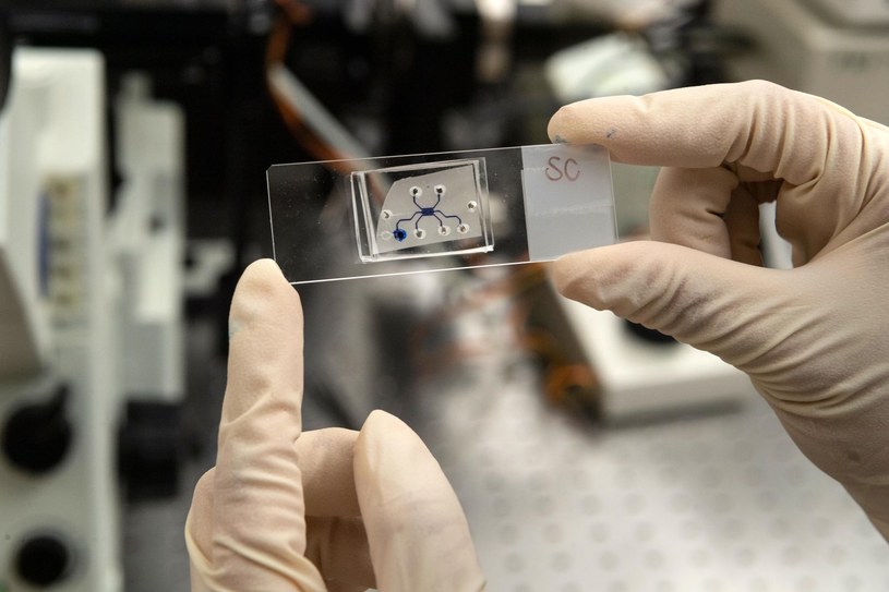 Laboratorium chipowe odtwarzające działanie trzustki /Fot. Purdue University /materiały prasowe