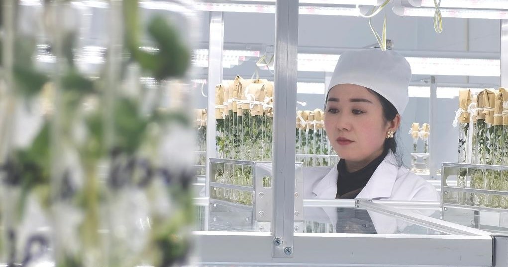 Laboratorium na Ziemi, gdzie Chińczycy prowadzą badania na ziemniakach do uprawy w kosmosie /Xinhua /materiał zewnętrzny