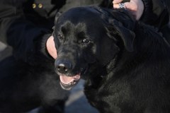 Labrador Lucky przechodzi na emeryturę