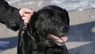 Labrador Lucky przechodzi na emeryturę