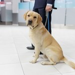 Labrador Tedy i 12-latka bohaterami międzynarodowego skandalu 