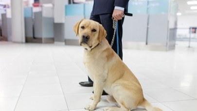 Labrador Tedy i 12-latka bohaterami międzynarodowego skandalu 