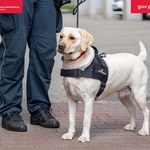 Labradorka Beti pomogła w wykryciu nielegalnego tytoniu