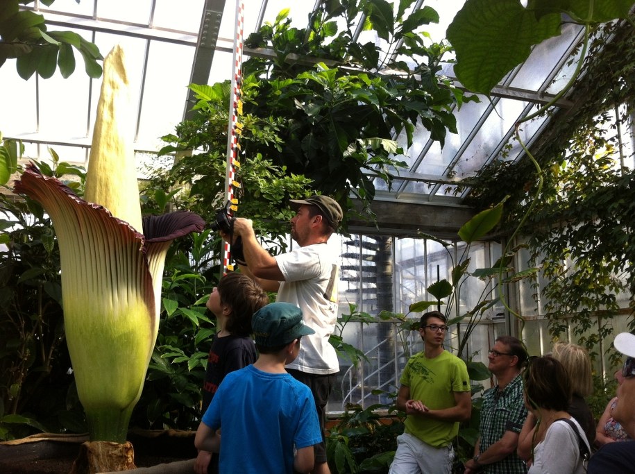 Łacińska nazwa kwiatu brzmi „Amorphophallus titanium" /Katarzyna Szymańska-Borginion /RMF FM