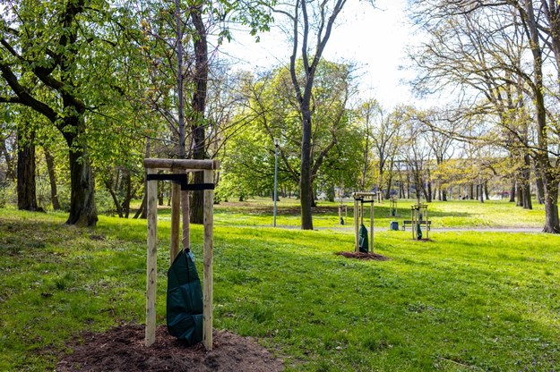 Łącznie zasadzonych zostanie 950 nowych drzew. /Urząd Miasta Szczecin /