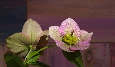 Ładniejsza i mniej kapryśna od grudnika. Ta roślina kwitnie całą zimę