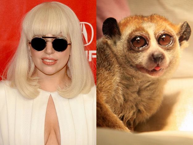 Lady Gaga (fot. Jason Merritt) nie przypadła do gustu małpiatce (fot. Matt Cardy) /Getty Images/Flash Press Media