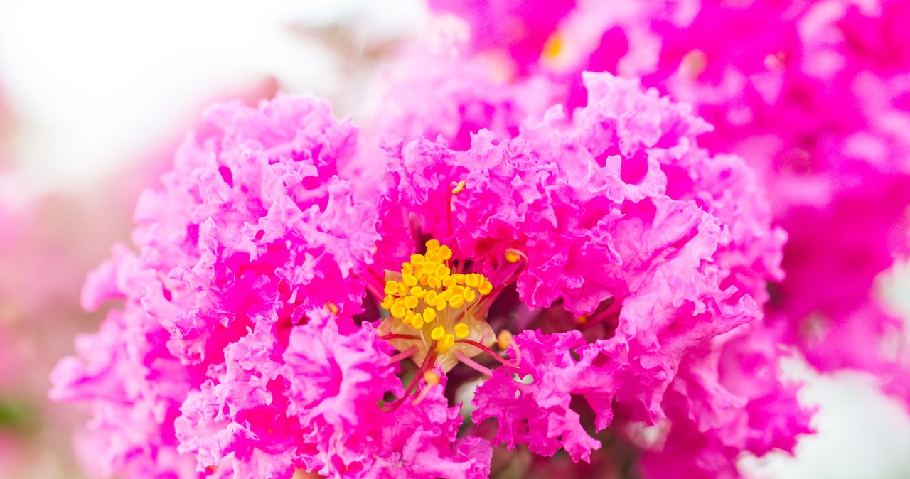 Lagerstremia kwitnie obficie przez około 120 dni w roku /123RF/PICSEL