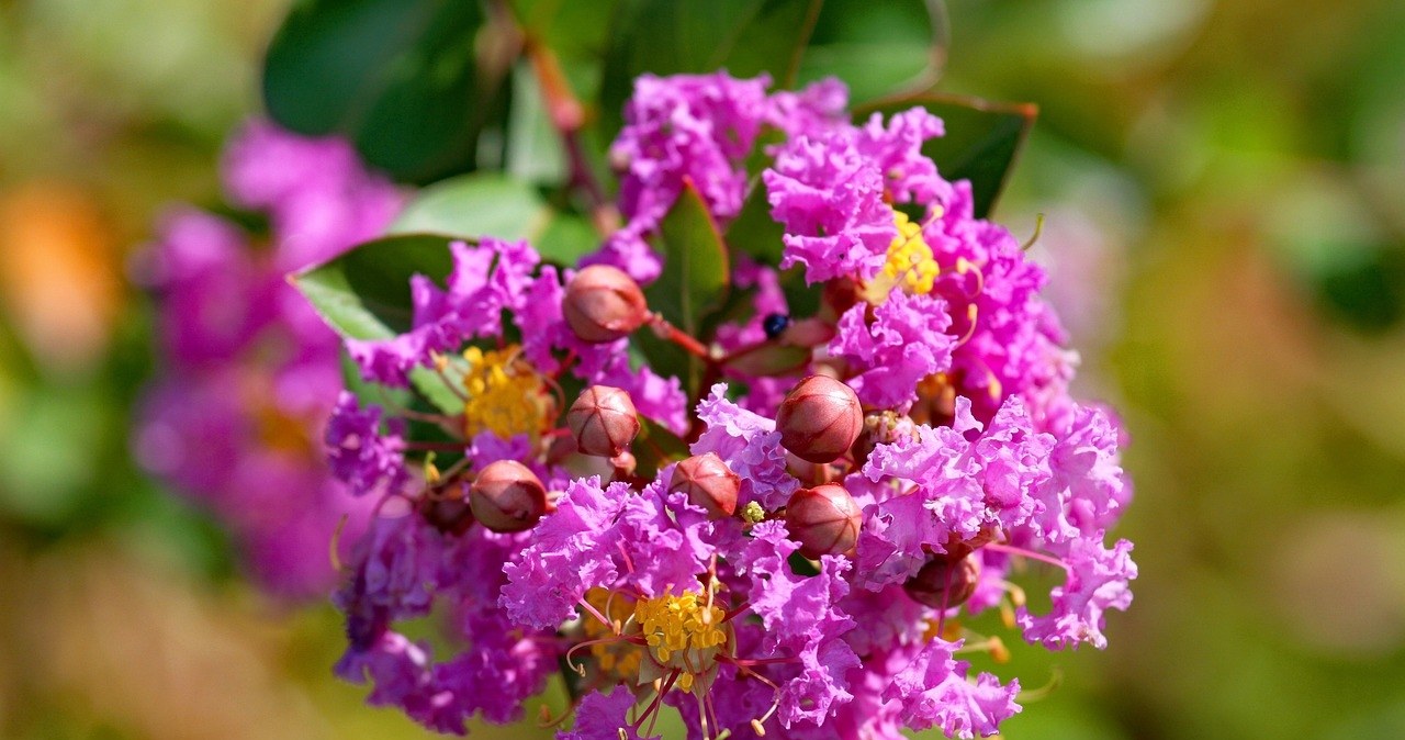 Lagerstroemia indica, відома також, як "індійський бузок" цвіте понад 100 днів. Вона стане окрасою вашого саду /pixabay.com