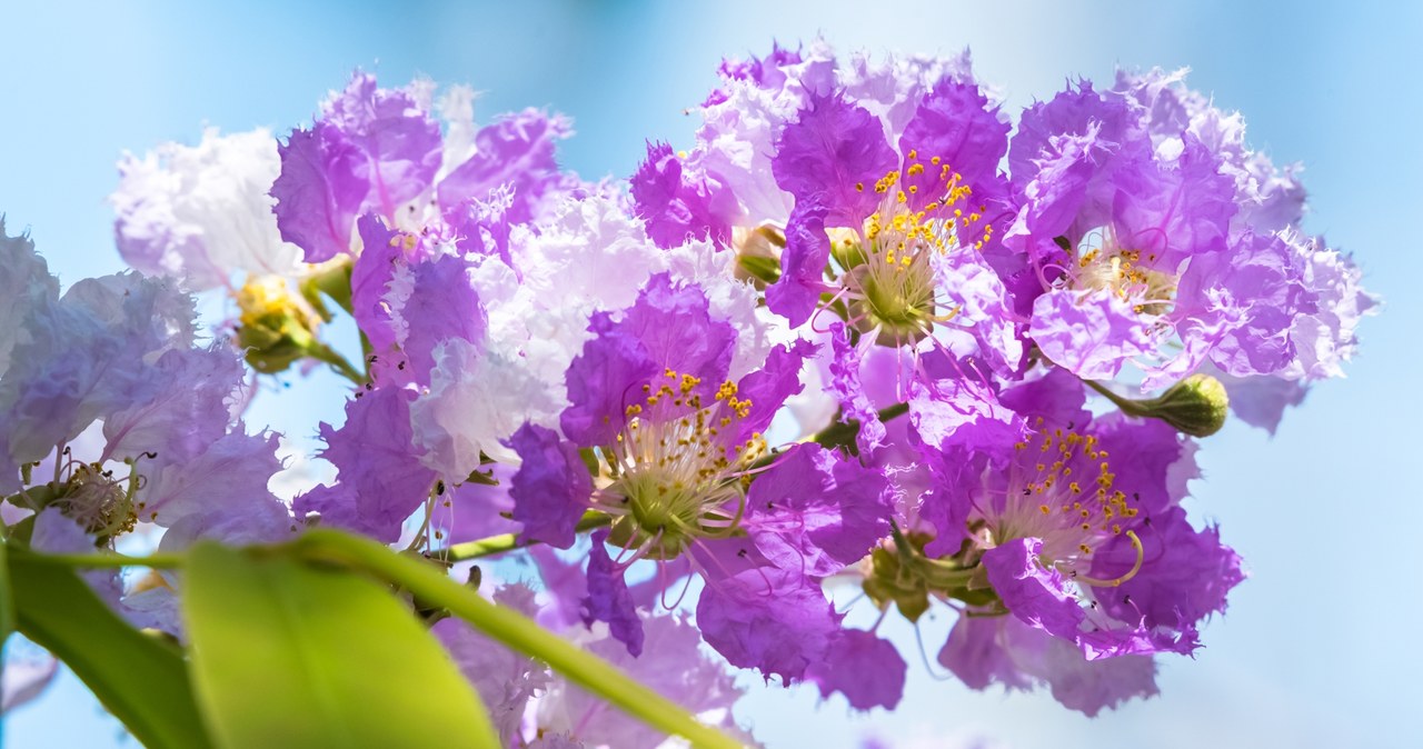 Lagerstroemia jest piękną rośliną, określają jako bez południa /Pixel