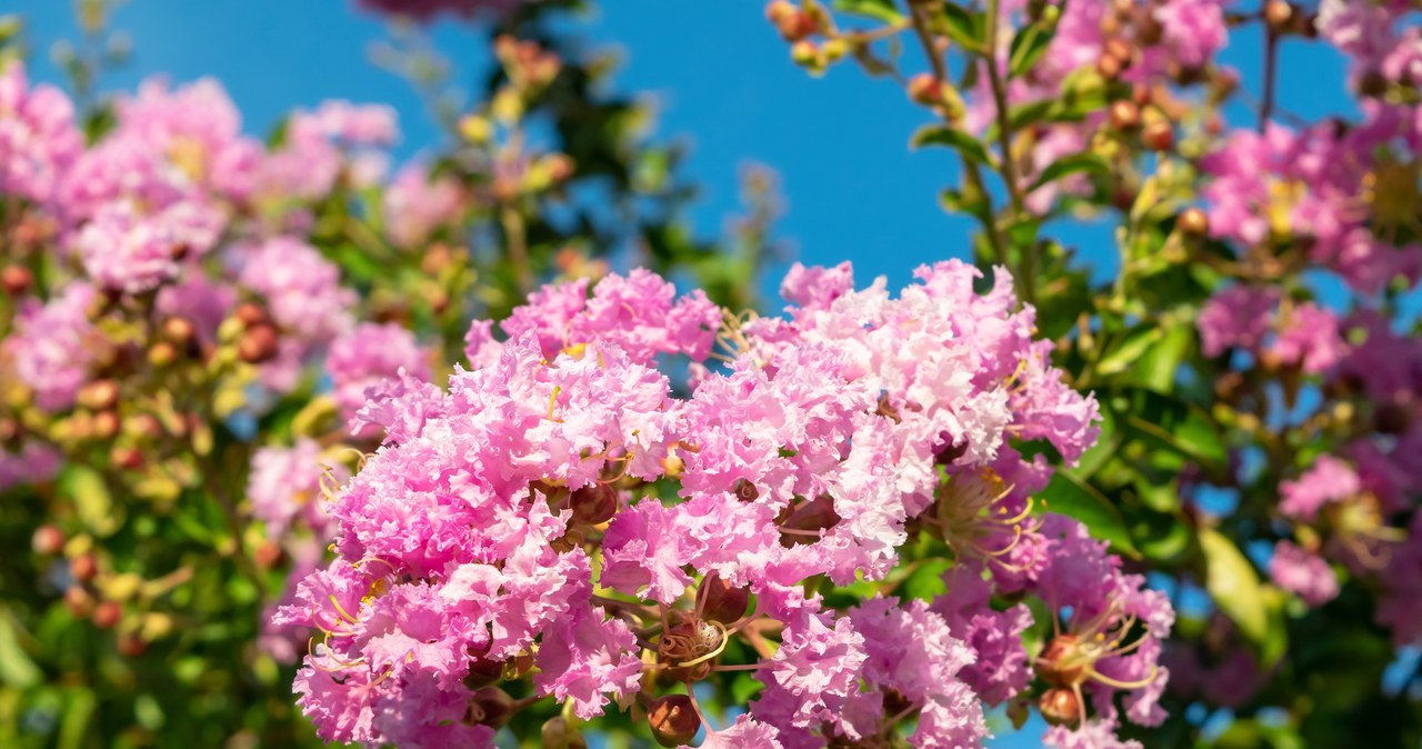 Lagerstroemia może kwitnąć bardzo długo /123RF/PICSEL