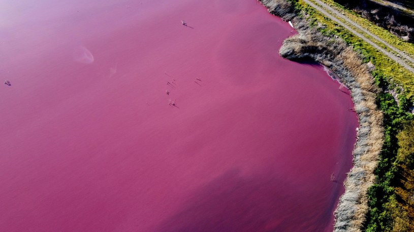 Laguna zmieniła kolor na różowy /AFP