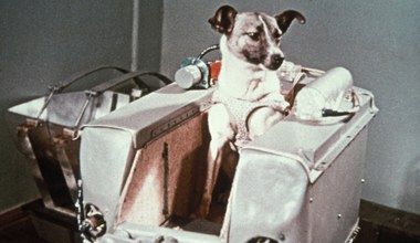 Łajka w kosmosie. Wielka propaganda wokół niewielkiego psa
