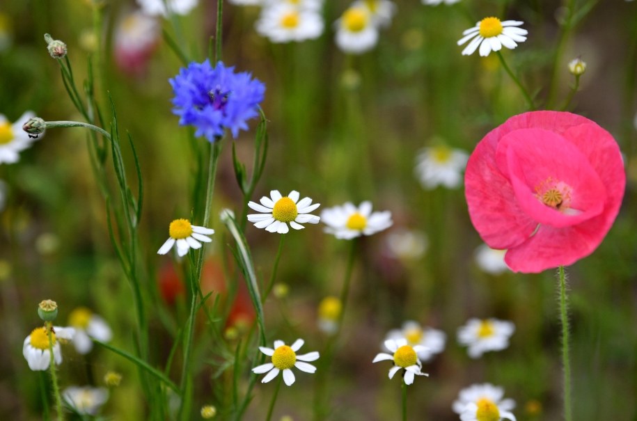 "Dopraw miasto zielenią". Rusza akcja rozdawania nasion