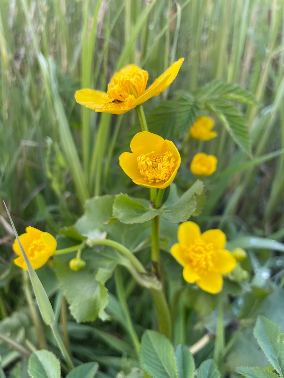 Łąki Nowohuckie /Anna Barańska-Całek /RMF24