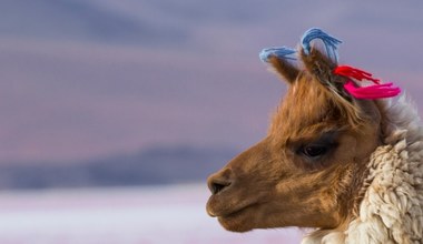 Lama patrzy i wyciąga wnioski. Znane przeżuwacze uczą się od ludzi