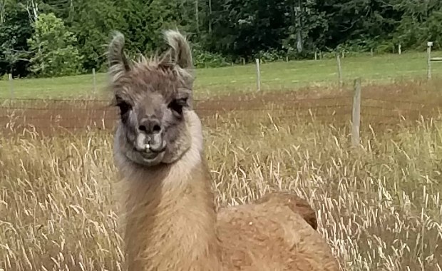 Lama przeciwko koronawirusowi