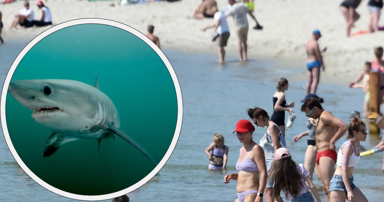Lamna śledziowa to największy rekin żyjący w Bałtyku /FORUM