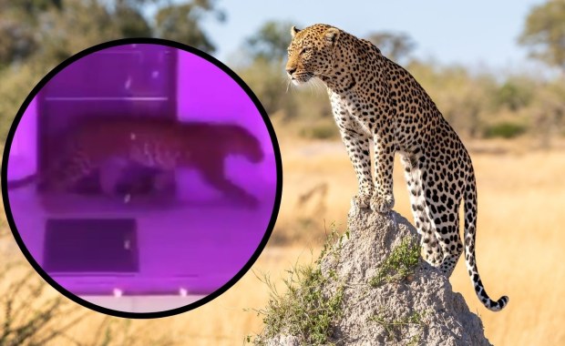 Lampart wtargnął na wesele. Szokujące nagrania 