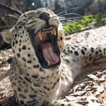 Lampart wydostał się z zamknięcia i zaatakował. Nie żyje pracownik zoo