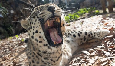 Lampart wydostał się z zamknięcia i zaatakował. Nie żyje pracownik zoo