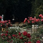 Łańcucki zamek zaprasza na spacer wśród róż