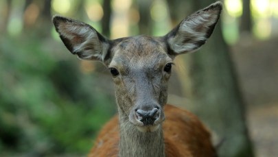 ​Łania kopnęła dziecko w Zakopanem. Sprawą zajęła się policja
