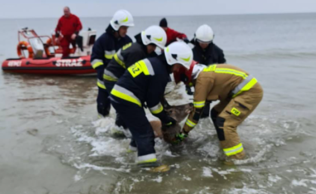 Łania w morzu 200 m od brzegu. Pomogli jej strażacy  