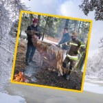 Łania wpadła do lodowatego kanału. Ratowano ją folią życia