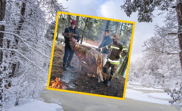 Łania wpadła do lodowatego kanału. Ratowano ją folią życia