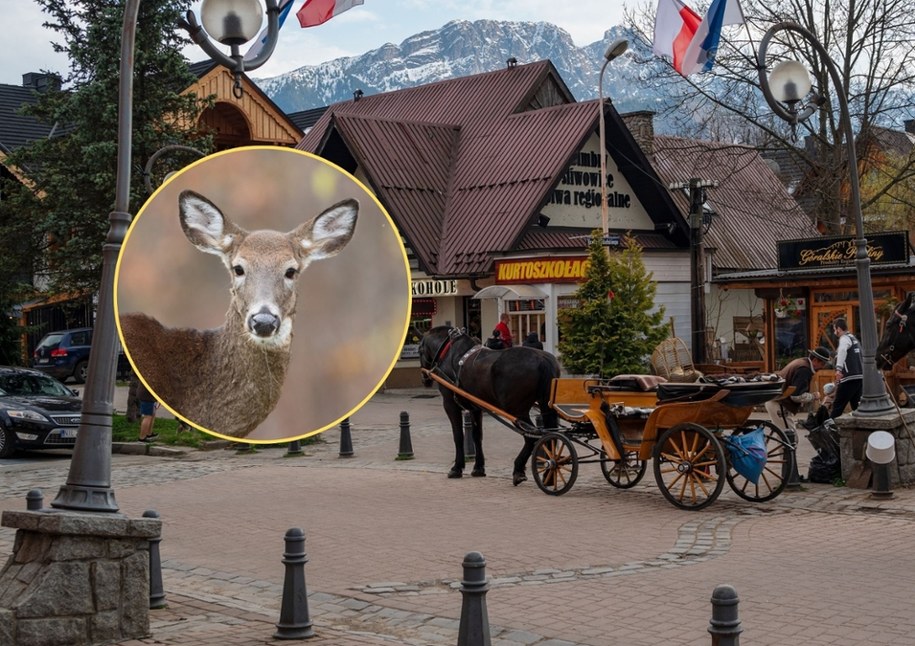 Łania zaatakowała psa w Zakopanem /Shutterstock