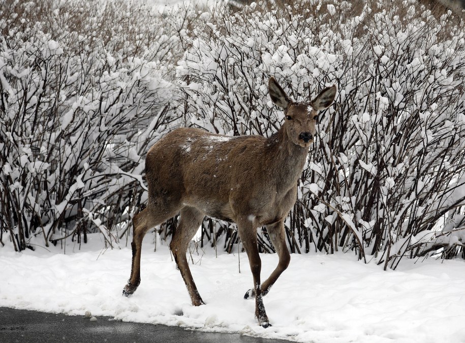 Łania chciała przejść przez pasy. Internauci zachwyceni: Pełna kulturka [WIDEO]
