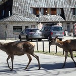 ​Łanie czują się w Zakopanem jak królowe. Przyrodnicy jednak alarmują!