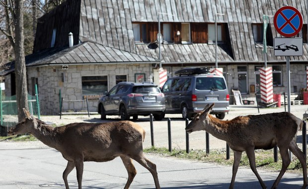 ​Łanie czują się w Zakopanem jak królowe. Przyrodnicy jednak alarmują!