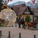 Łanie w Zakopanem zaatakowały psa. Tragiczny finał