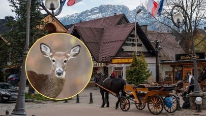 Łanie w Zakopanem zaatakowały psa. Tragiczny finał