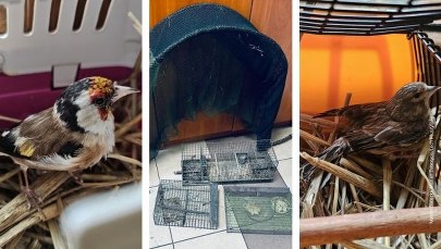 Łapał chronione ptaki. Odpowie za kłusownictwo