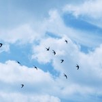 Łapie po kilka tys. owadów dziennie. Większość życia spędza w powietrzu