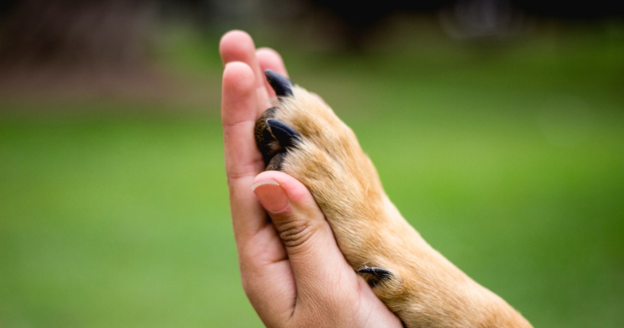 Łapy psa są szczególnie narażone na różnego rodzaju podrażnienia /123RF/PICSEL