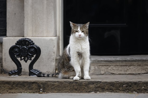 Larry - najważniejszy kot w Wielkiej Brytanii /Tolga Akmen /PAP/EPA