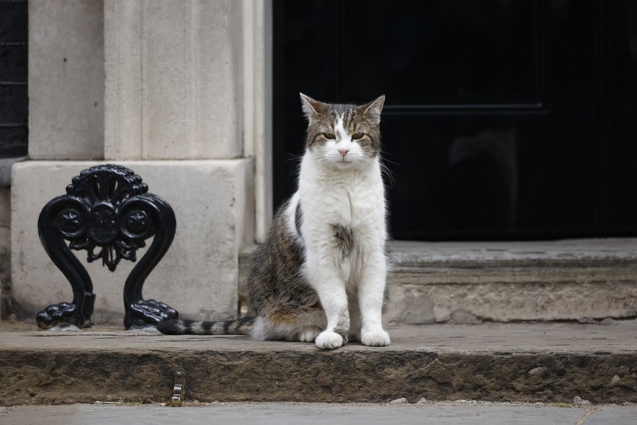 Larry - najważniejszy kot w Wielkiej Brytanii /Tolga Akmen /PAP/EPA